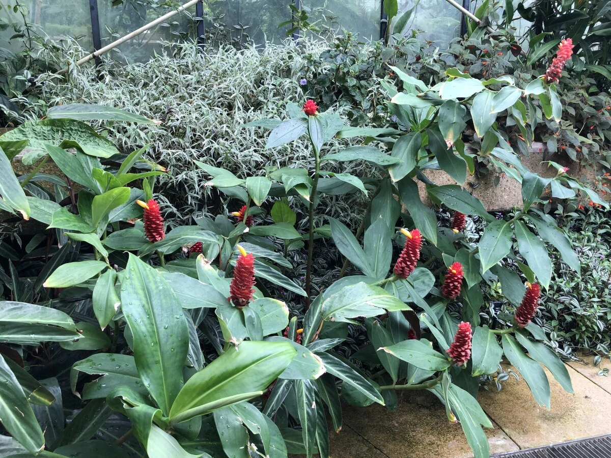 2025-London-Londen-伦敦